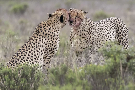 Pumba Private Game Reserve, venue in Highlands, Makhanda — photo 3
